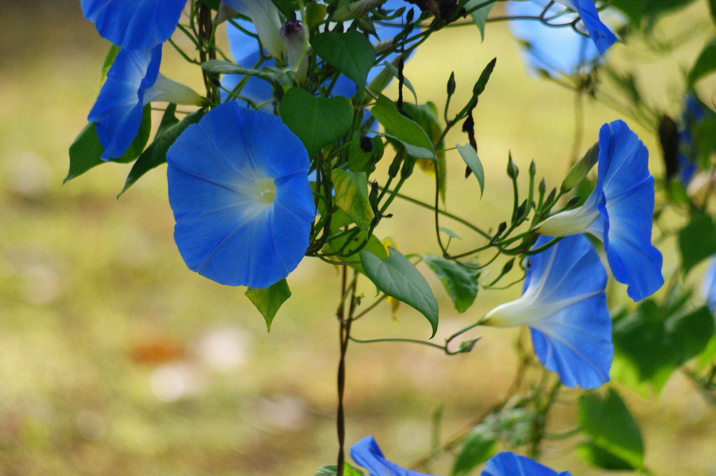 Ipomoea rubrocaerulea,مورنینگ گلوری,نیلوفر سه رنگ